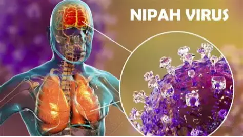 Үхлийн аюултай Нипах вирус гэж юу вэ?